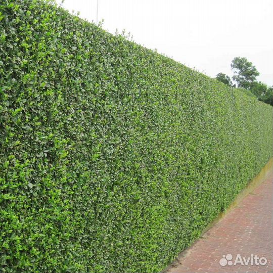 Продам кусты кизильника блестящего