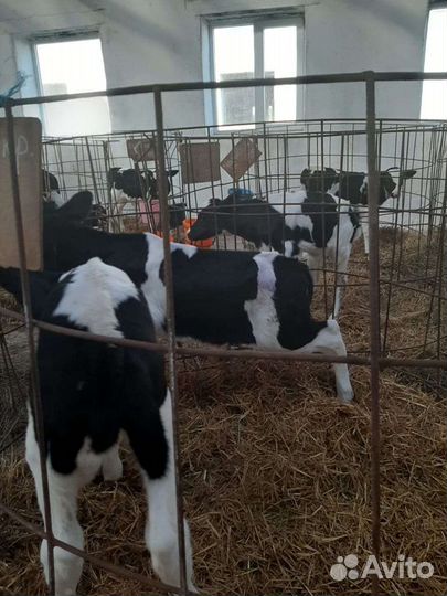 Бычки и телята