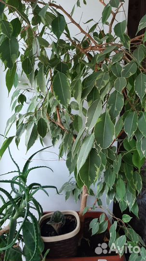 Фикус бенджамина