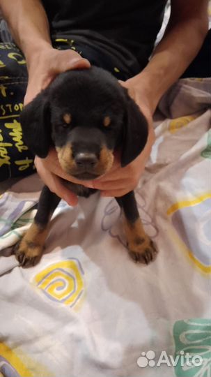 Щенки в добрые руки