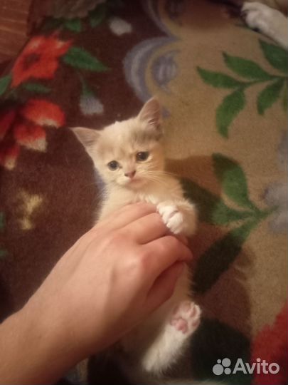 Кошка в хорошие руки