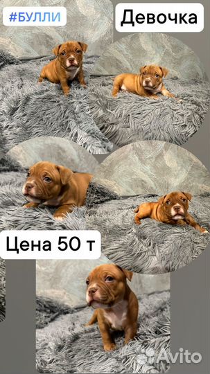 Американский булли