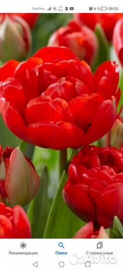 Тюльпан пионовидный