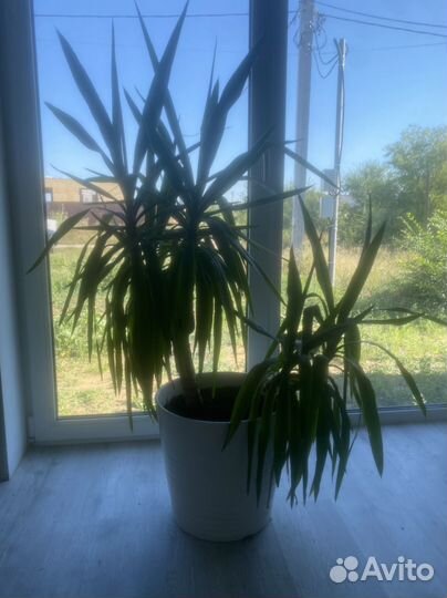 Пальма юкка