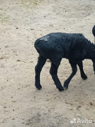 Бараны, овцы Гисарские