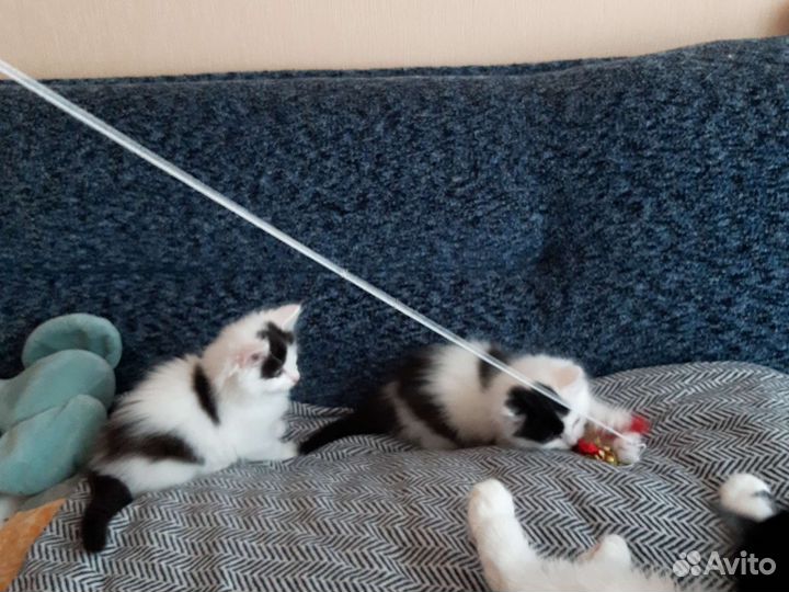 Отдам в добрые руки мальчик котенок