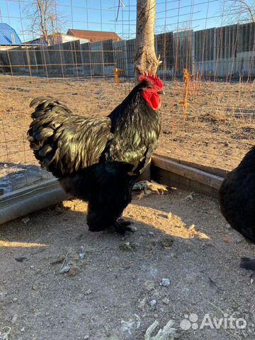 птица борисоглебск