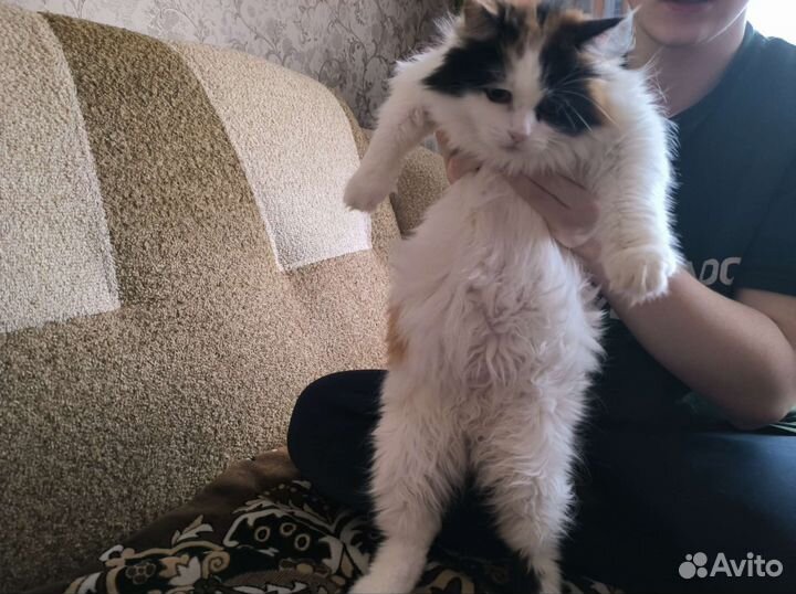 Розочка ищет дом