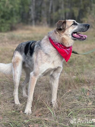 Собака Ласковый Микс