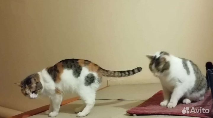 Кошки в добрые руки бесплатно