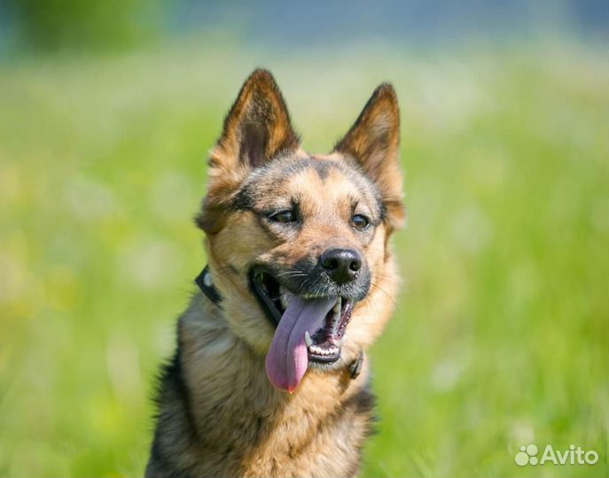 Собака /девочка. Рада