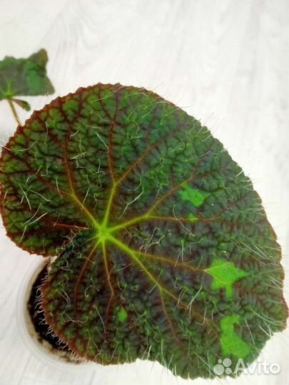 Бегонии декоративно-лиственные