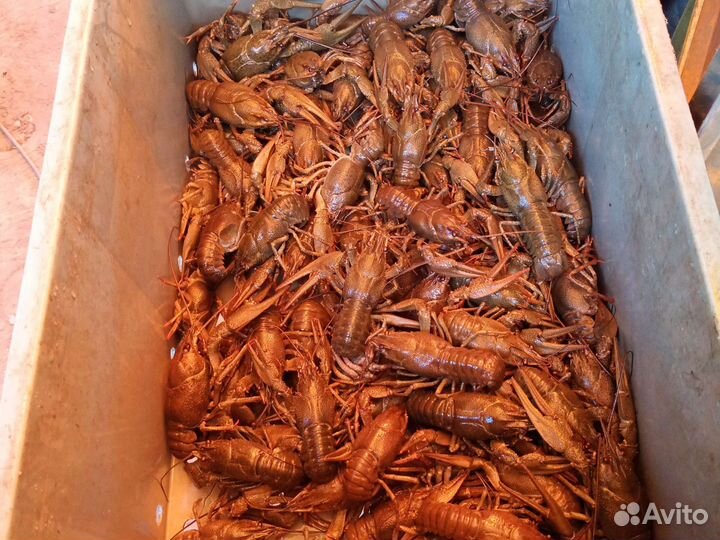 Живые раки оптом