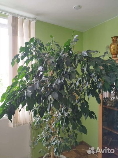 Фикус бенджамина большой