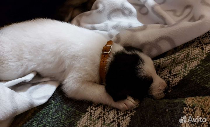 Щенки в добрые руки