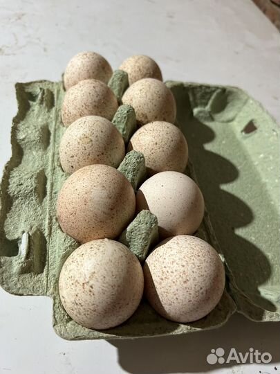 Индюшиное яйцо инкубационное