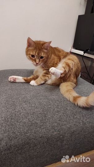 Кошка в дар