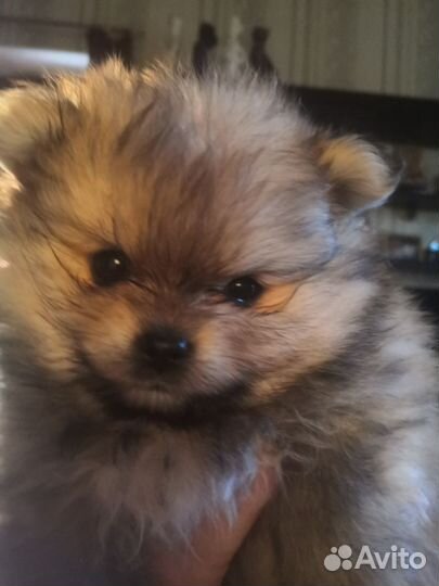 Шпицы девочки