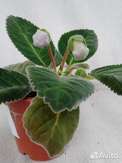 Герань белая. Герань красная. Глоксиния