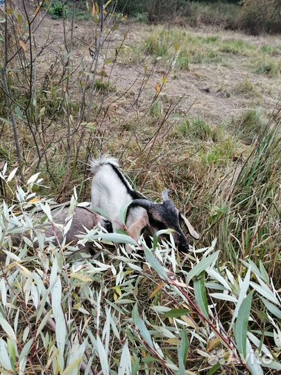 Козёл для вязки