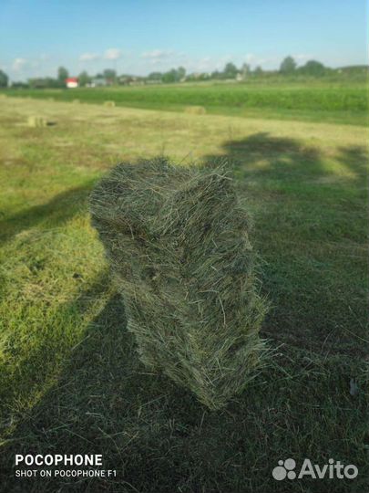 Сено в тюках разнотравье