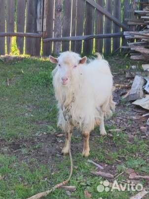 Козел зааненский