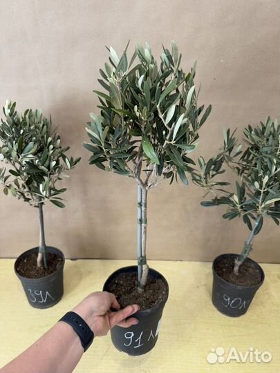 Оливковое дерево комнатное