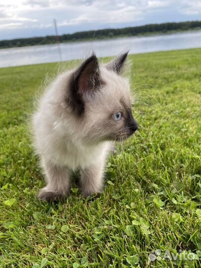 Невские маскарадные котята