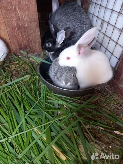 Крольчата 3 месяца