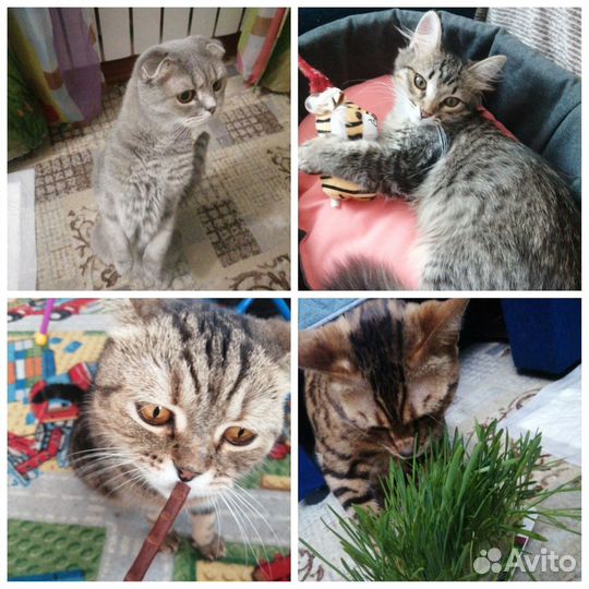 Зоогостиница для кошек передержка