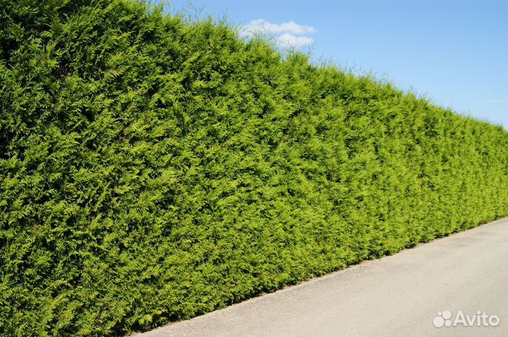 Туя Брабант