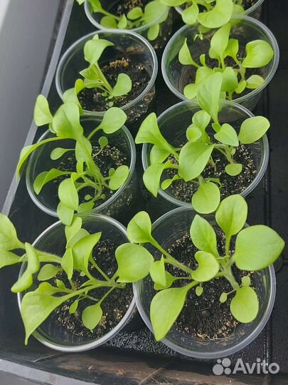 Петунья рассада