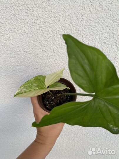 Сингониумы сортовые