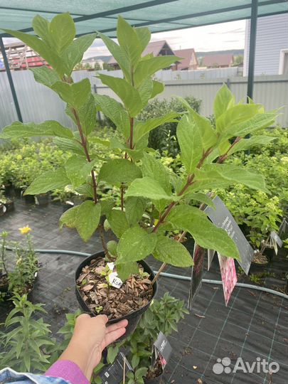 Гортензия метельчатая Колорфул Коктель