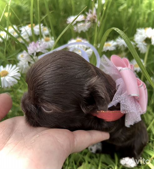 Малышка шоколадный йорк