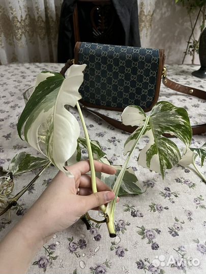 Монстера альба