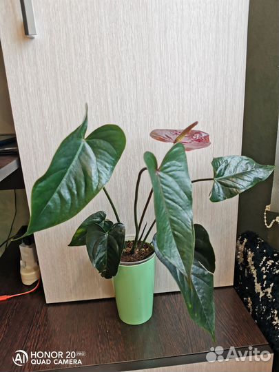 Антуриум Джамбо Блэк