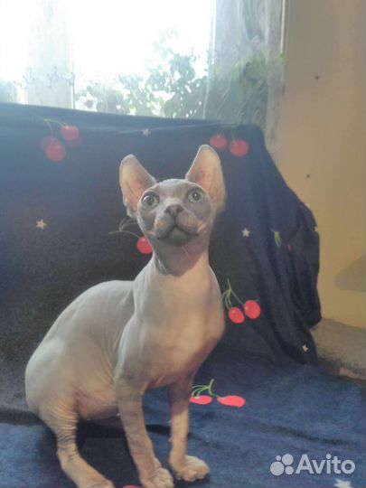 Домашние животные кошки