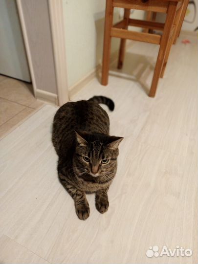 Отдам кота в добрые руки