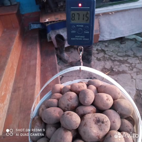 Продам картофель