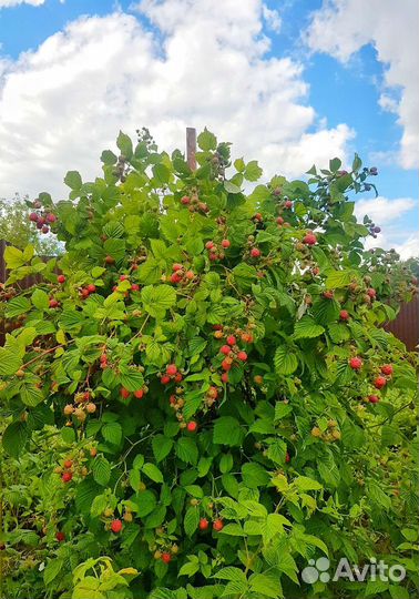 Саженцы малины