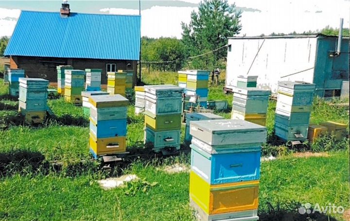 Продам пасеку, ульи