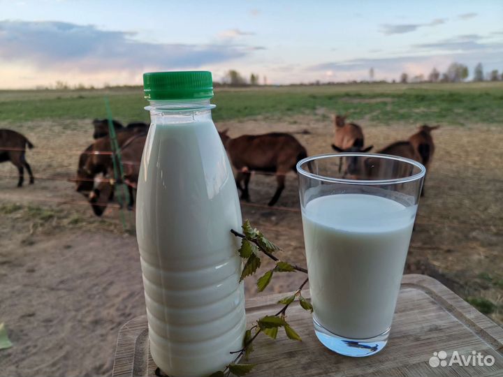 Козье молоко и продукция из козьего молока