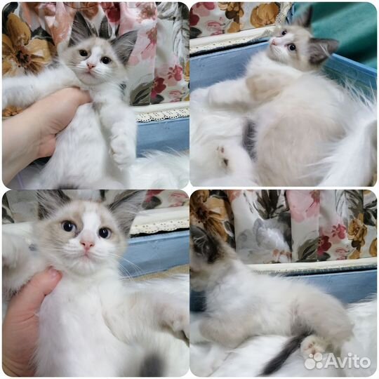 Рэгдолл девочка