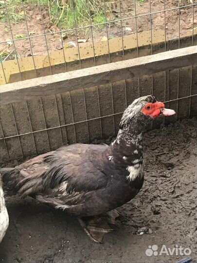 Мускусные утки