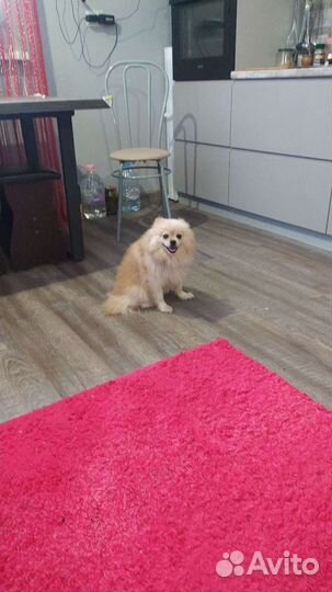 Немецкий шпиц вязка