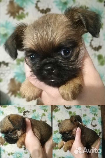 Малыши для души
