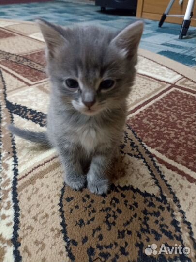 Отдам котят в добрые руки