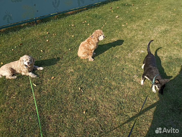 Выгул для собак