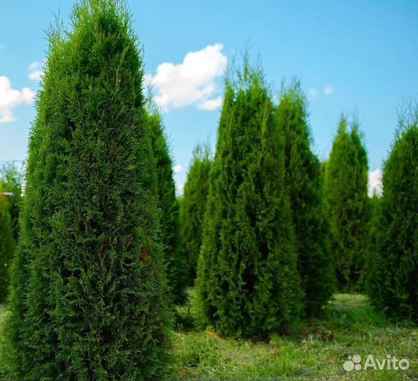 Туя для живой изгороди